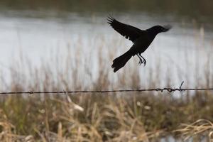 Common Grackle Blackbird Canada photo