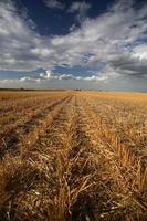 Lovely clouds above a Saskatchewan stubble field photo