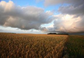 Ripening grain crop in scenic Saskatchewan photo