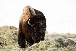 Red eyed buffalo covered with hay in winter photo