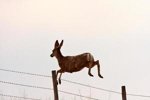Mule Deer leaping over barbed wire fence photo