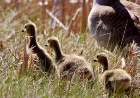 Goslings following Canada Goose parent photo