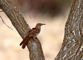 Brown Thrasher on tree trunk photo