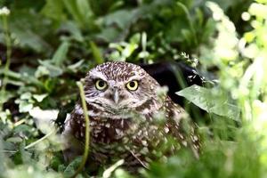 Burrowing Owl in culvert amongst vegetation photo