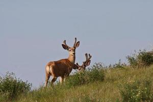 Mule Deer bucks in Saskatchewan photo