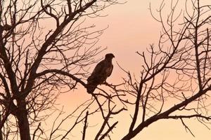 águila calva juvenil en el árbol de saskatchewan foto