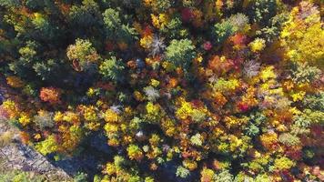 Sequência de vídeo 4k do algonquin provincial park, canadá - acima das árvores no outono
