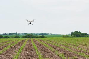 Drone quad copter con cámara digital de alta resolución en campo de maíz verde foto