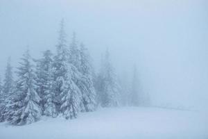 Fantastic winter landscape. On the eve of the holiday. The dramatic scene. Carpathian, Ukraine, Europe. Happy New Year. photo