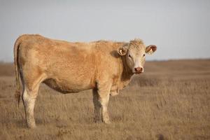 Tagged cow in pasture photo