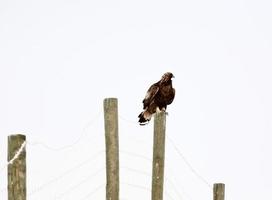 Golden Eagle perched on fence post photo