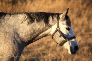 Gray horse in summer pasture photo