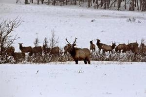 alces en invierno foto