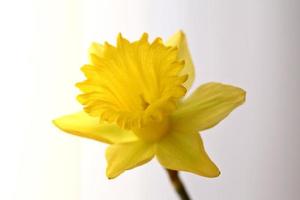 narciso amarillo en primavera foto