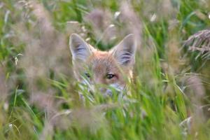 cachorro de zorro rojo en cubierta de hierba foto