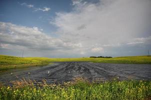 cultivos de canola que rodean el bache de saskatchewan foto