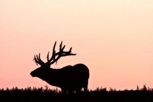 Silhouette of male elk photo
