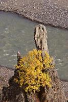 Autumn colored bush beside creek in British Columbia photo