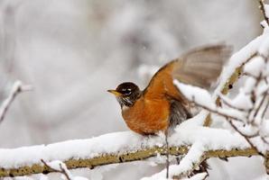 Robin on snow covered branch photo