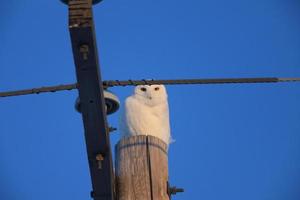 Snowy Owl Winter Canada photo