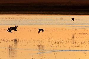 Ducks in Flight Sunrise Saskatchewan Canada photo