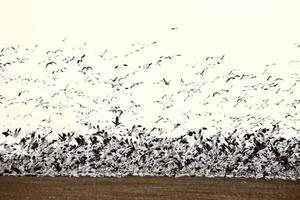 Huge flock of Snow Geese flying up from field photo