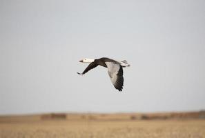 Snow Goose in flight photo