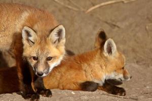 Red Fox pups outside their den photo