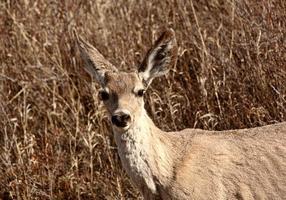 Mule Deer doe in spring photo