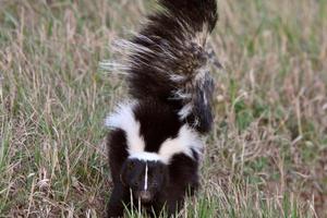 Young Striped Skunk in roadside ditch photo