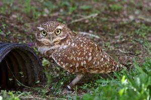 Burrowing Owl near culvert photo
