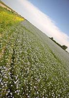 flax fields in Saskatchewan photo