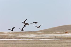 Ducks Flying Saskatchewan photo