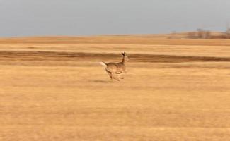 Panned Blurred Photo of Deer Running