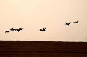Tundra Swans in flight near sundown photo