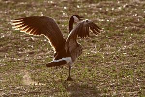 Canada Goose with spread wings photo