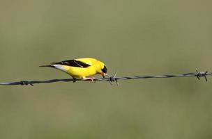 American Goldfinch perched on wire photo