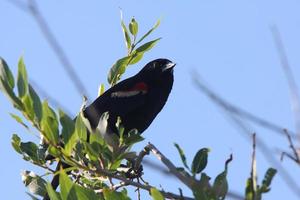 Lark Bunting perched on branch photo