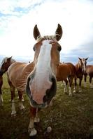 caballos de tiro en un pasto de saskatchewan foto