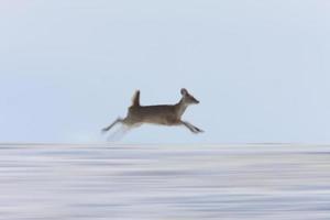 ciervo corriendo en invierno foto