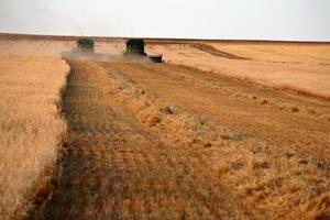 Combines harvesting a Saskatchewan grain crop