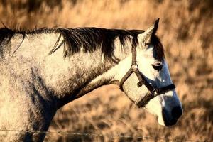 Gray horse in pasture photo