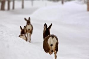 Mule Deer does in winter photo