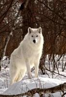 Arctic Wolf in winter photo