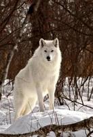 lobo ártico en invierno foto