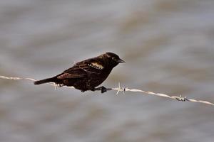 Immature Red Winged Blackbird perched on barbed wire strand photo