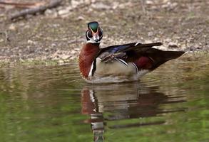 pato de madera drake parado en un estanque cerca de la orilla foto