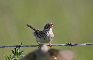 Savanah Sparrow perched on wire photo