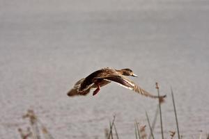 Northern Shoveler hen in flight over pond photo