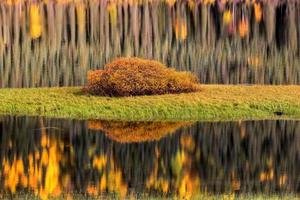 reflejos de agua en otoño foto